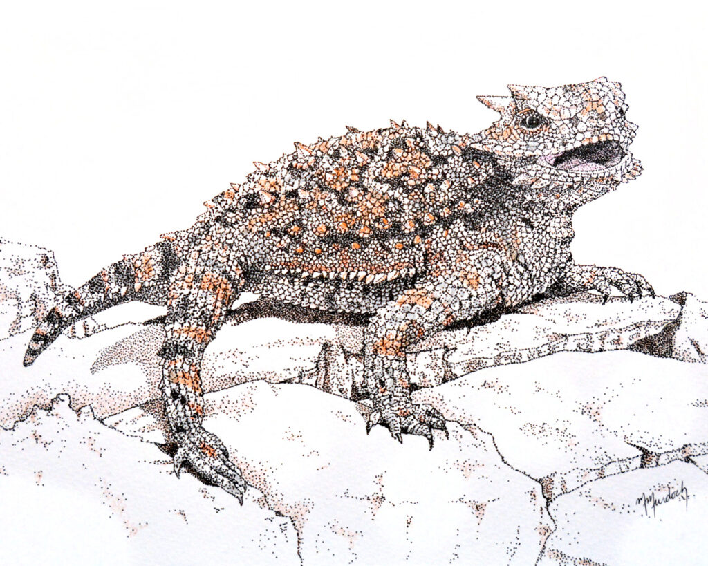 Horned Lizard Stippling Drawing - Ink and Photo